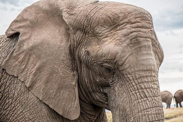 imagen de un elefante que simboliza la memoria