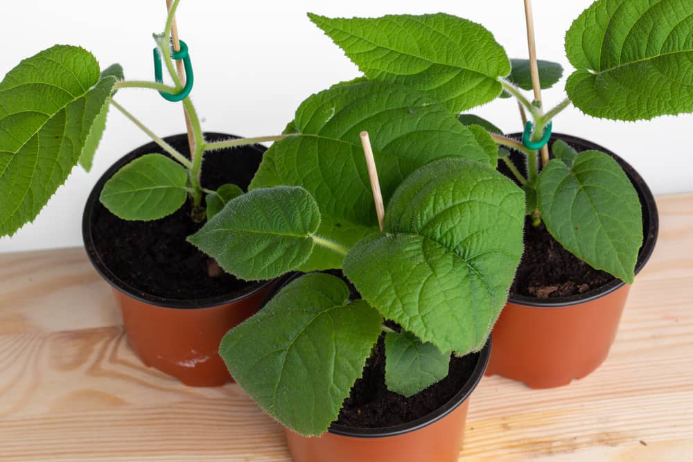 cultivar kiwis en casa