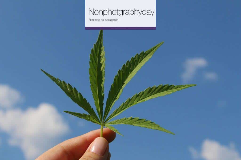 Función de los tricomas cbd en el cannabis