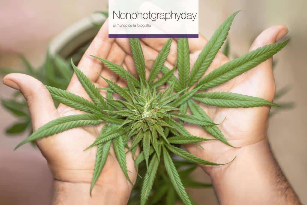 Función de los tricomas cbd 