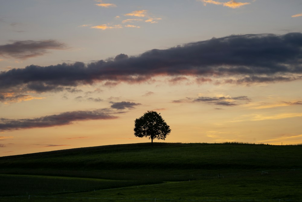 Paisaje al atardecer con el árbol sobre una línea de la regla de los tercios