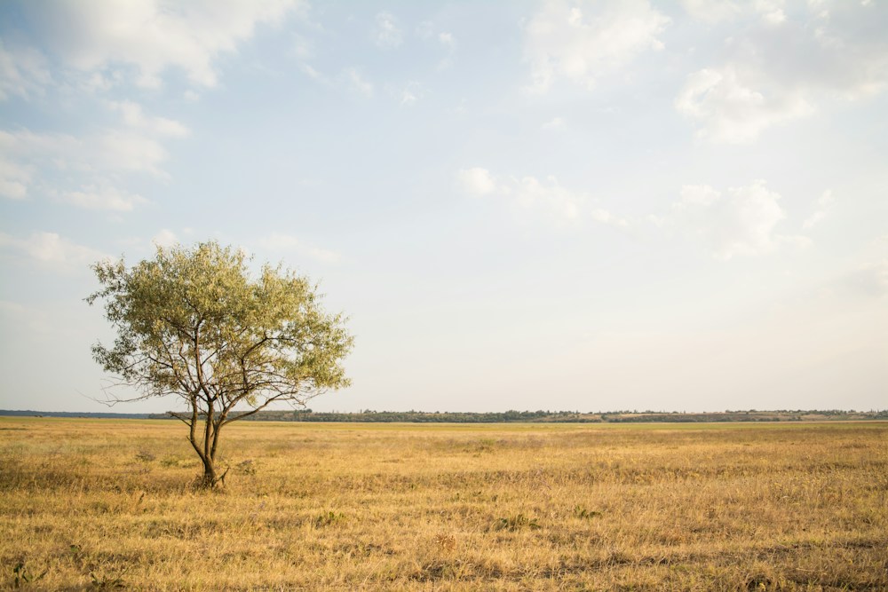 Árbol solitario en un campo colocado según la regla de los tercios, con el horizonte en el tercio inferior
